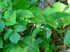 Polygonatum biflorum