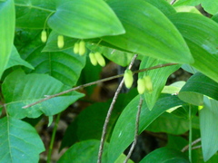 Polygonatum biflorum