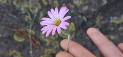 Onoseris alata
