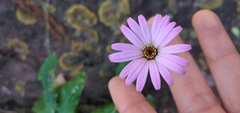 Onoseris alata