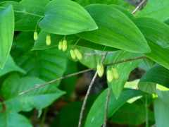 Polygonatum biflorum
