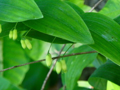Polygonatum biflorum