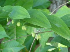 Polygonatum biflorum