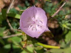 Calochortus uniflorus