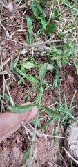 Verbena hispida