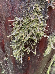 Macrodiplophyllum