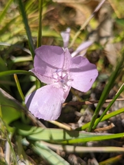 Calochortus uniflorus