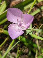 Calochortus uniflorus