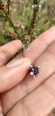 Verbena hispida