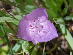 Calochortus uniflorus