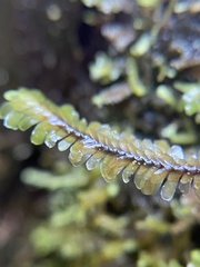 Macrodiplophyllum
