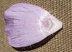 Calochortus uniflorus