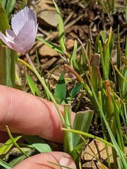 Calochortus uniflorus