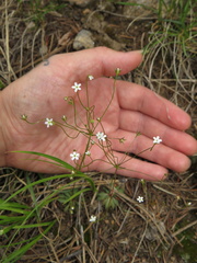 Androsace filiformis
