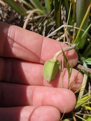 Calochortus uniflorus