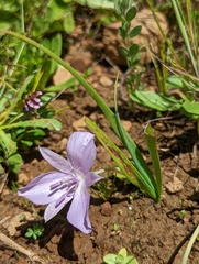 Calochortus uniflorus