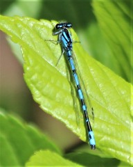 Enallagma laterale