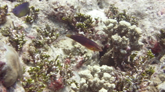 Halichoeres biocellatus