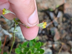 Eriogonum congdonii