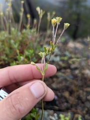 Eriogonum congdonii