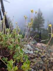 Eriogonum congdonii
