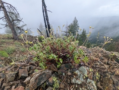 Eriogonum congdonii