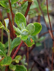 Eriogonum congdonii