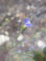 Eriastrum sapphirinum sapphirinum