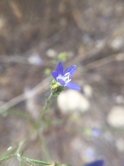 Eriastrum sapphirinum sapphirinum