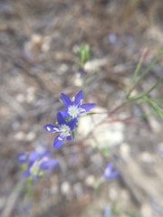 Eriastrum sapphirinum sapphirinum