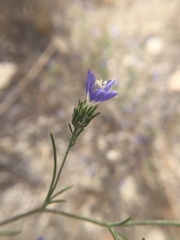 Eriastrum sapphirinum sapphirinum
