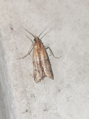 Moodna pallidostrinella