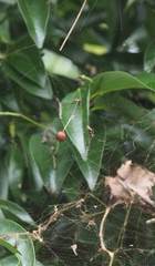 Argyrodes fissifrons