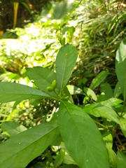 Rauvolfia verticillata