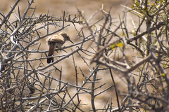 Ochetorhynchus phoenicurus