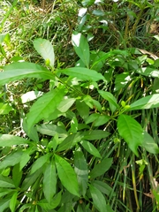 Rauvolfia verticillata