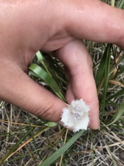 Calochortus coeruleus