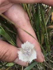 Calochortus coeruleus