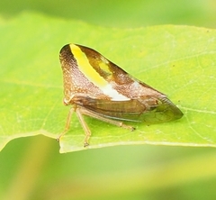 Smilia camelus