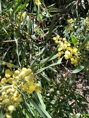 Acacia neriifolia