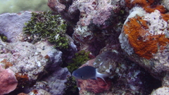Pycnochromis margaritifer