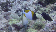 Hemitaurichthys polylepis