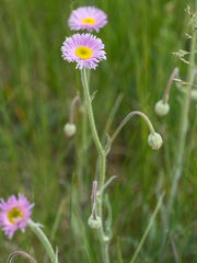 Erigeron glabellus
