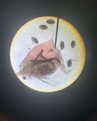 Daphnia magna
