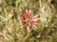 Tragopogon crocifolius