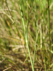 Tragopogon crocifolius