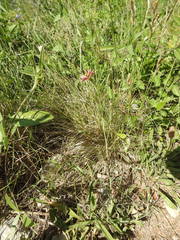 Tragopogon crocifolius