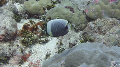 Chaetodon reticulatus