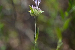 Monardella viminea