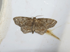 Hypagyrtis piniata